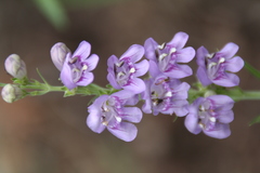 Penstemon
