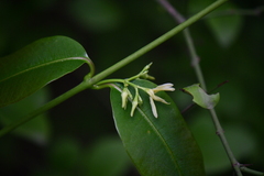 Euphorbiaceae
