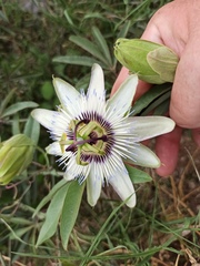 Passiflora caerulea