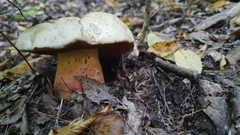 Rubroboletus satanas