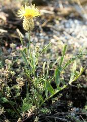 Centaurea orientalis