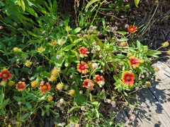 Gaillardia pulchella