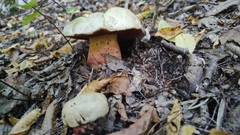 Rubroboletus satanas