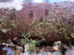 Douinia ovata