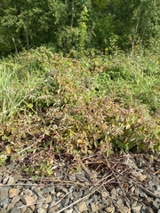Rubus procerus
