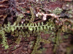 Douinia ovata