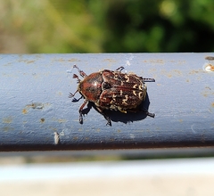 Euphoria leucographa