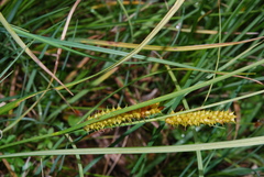 Carex rostrata