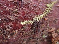 Douinia ovata