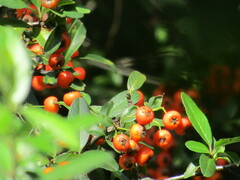 Pyracantha coccinea