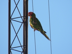 Psittacara erythrogenys