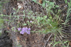 Penstemon