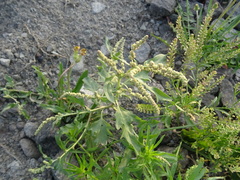 Atriplex tatarica