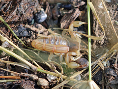 Paravaejovis spinigerus