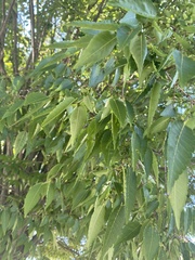 Zelkova