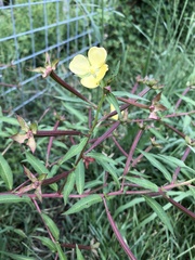 Ludwigia octovalvis