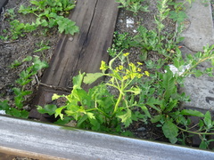 Pastinaca sativa sylvestris