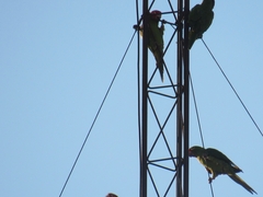 Psittacara erythrogenys