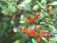 Pyracantha coccinea