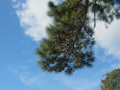 Pinus serotina
