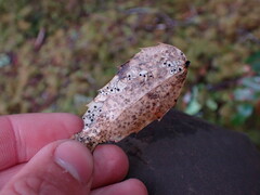 Coccomyces dentatus