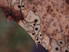Coccomyces dentatus