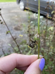 Campanula rapunculoides