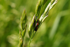 Cercopis vulnerata