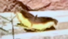 Eurytela dryope