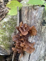 Phaeotremella foliacea