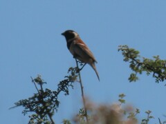Passer melanurus melanurus