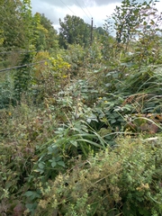 Rubus procerus