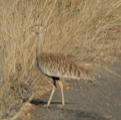 Eupodotis ruficrista