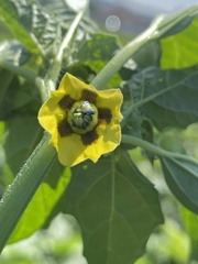 Physalis philadelphica