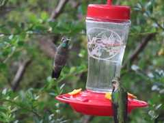 Eugenes fulgens
