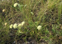 Cephalaria uralensis