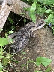 Tiliqua scincoides