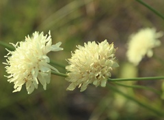 Cephalaria uralensis
