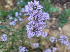 Iberis linifolia dunalii