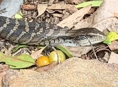 Tiliqua scincoides