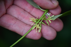 Euphorbiaceae