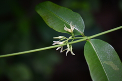 Euphorbiaceae