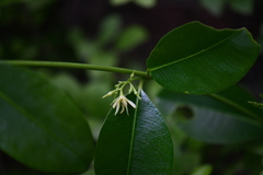 Euphorbiaceae