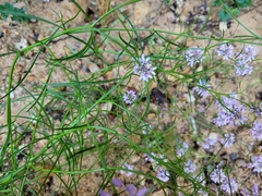 Iberis linifolia dunalii