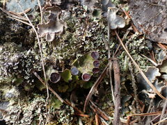 Peltigera venosa