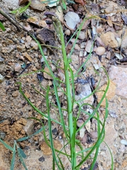 Iberis linifolia dunalii