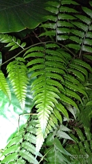 Diplazium taiwanense