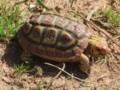 Homopus areolatus