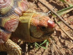 Homopus areolatus