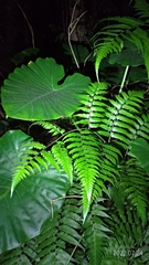 Diplazium taiwanense